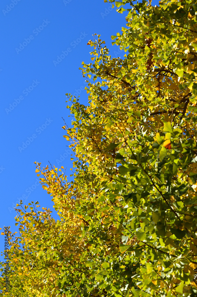 青空を背景にして、黄葉したイチョウの樹を撮影した写真