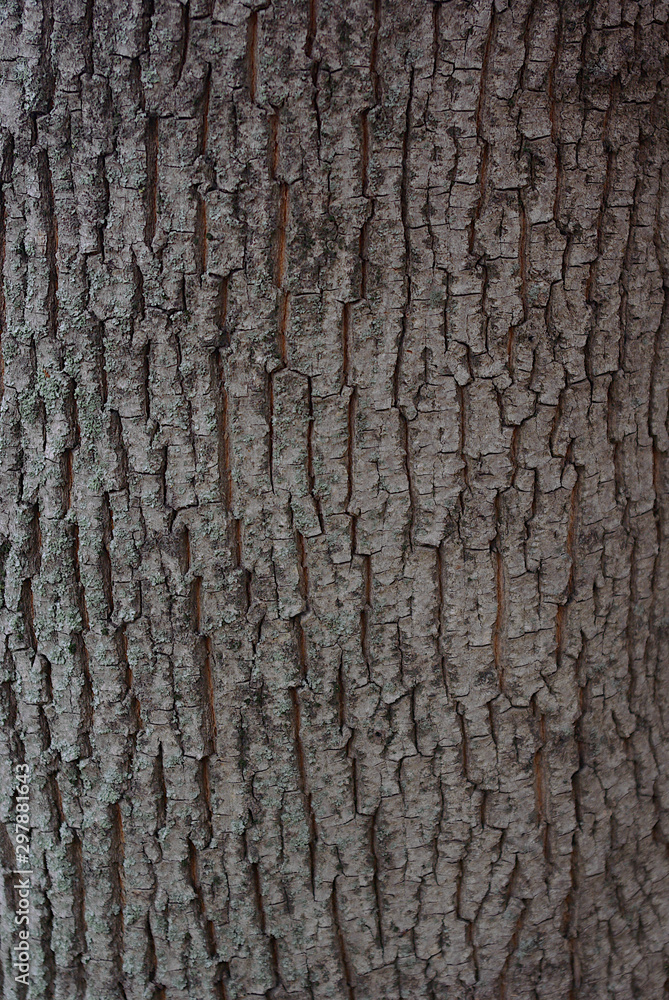 Texture background, very beautiful close up nature brown tree bark at the afternoon Texture background, very beautiful close up nature brown tree bark at the afternoon