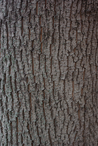 Texture background, very beautiful close up nature brown tree bark at the afternoon