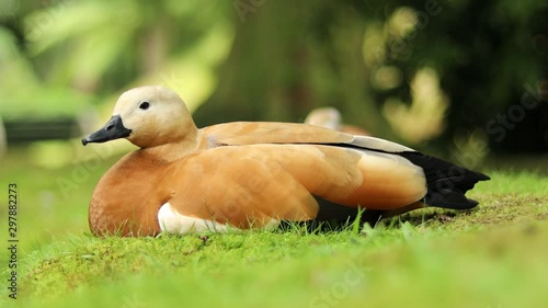 Beautiful Ruddy Shelduck resting with a green and blur background. photo