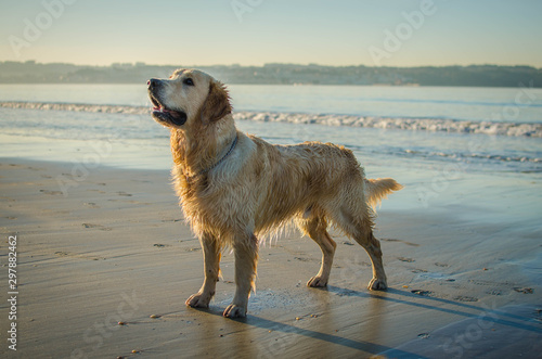 A golden retriever dog standing in the beach