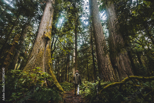 trees in the forest © AlaskaPhotography