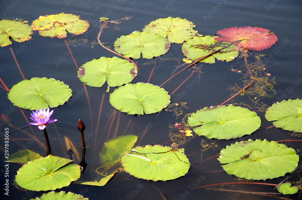 Blue lotus flower in a pond in Srimangal (Sreemangal) in Bangladesh. The blue lotus flower has long been associated with spirituality and divinity and is seen as mystical and holy. Blue lotus flower.