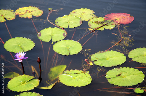 Blue lotus flower in a pond in Srimangal (Sreemangal) in Bangladesh. The blue lotus flower has long been associated with spirituality and divinity and is seen as mystical and holy. Blue lotus flower. photo