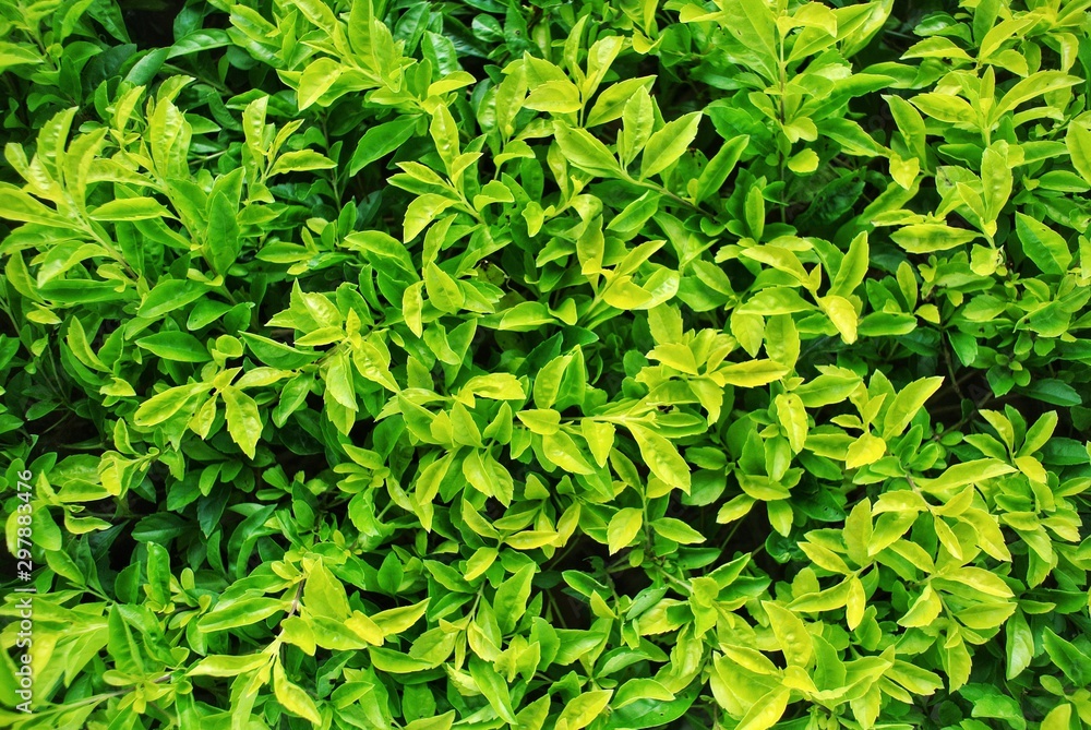 Shrub tree.Natural background.Green tree background
Shrub tree.Natural background.Green tree background