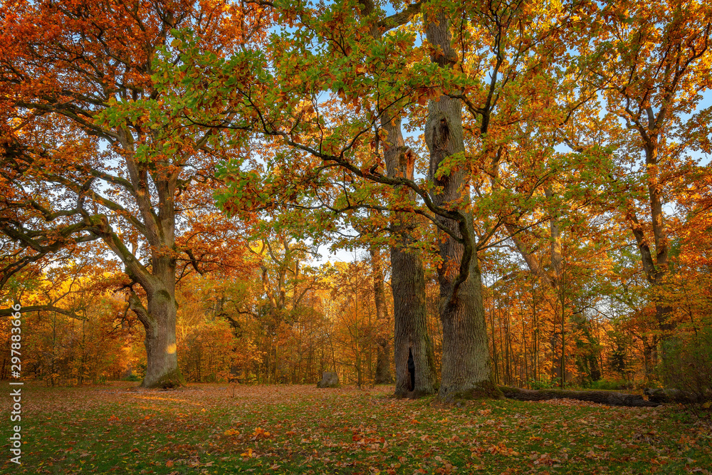 Oaks, Autumn park, Bialowieza Forest