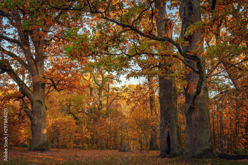 Fototapeta Naklejka Na Ścianę i Meble -  Oaks, Autumn park, Bialowieza Forest