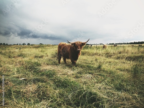 Fototapeta Naklejka Na Ścianę i Meble -  Long-haired bull, domestic cow grazing