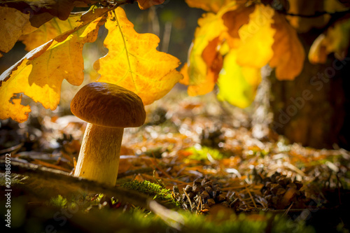 cep mushroom in autumn leaves
