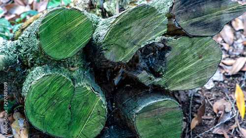 Fotografía background section of a cut tree