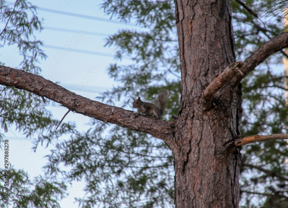 A squirrel on the trunk of a pine tree belongs to the family of rodent mammals. In the background the blue sky.