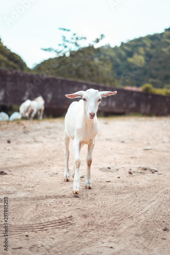 Goat on Acores Azores Island Portugal