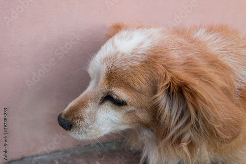 Fototapeta Red dog is sitting near a wall