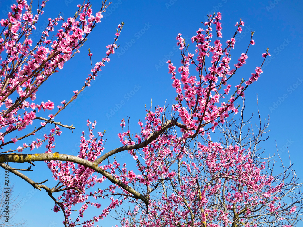 cherry tree against blue sky - Spring
