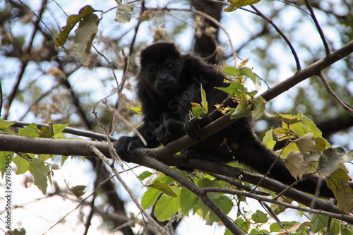 Howler monkey on a tree in Costa Rica