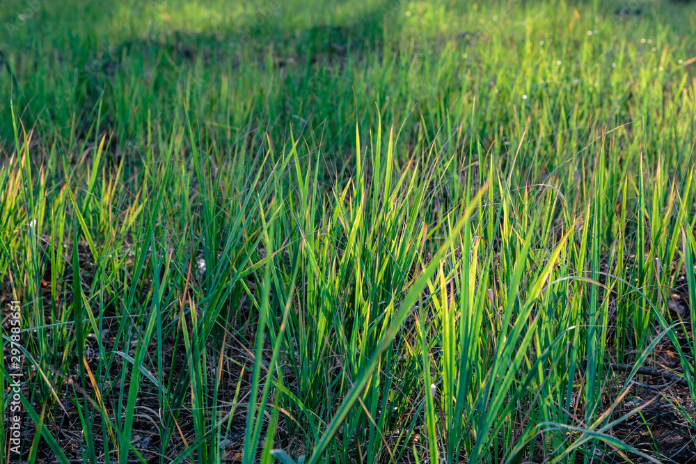 green grass in the wind