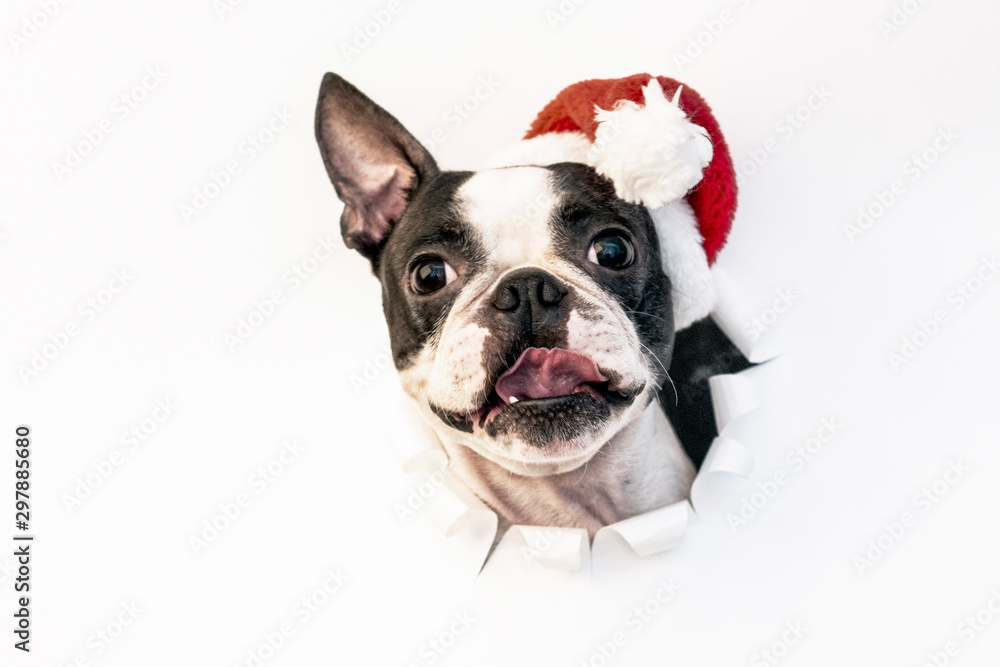 The head of a Boston Terrier dog looks through a hole in white paper and wears a Santa hat.Creative. Minimalism. The concept of a New year.Creative art.
