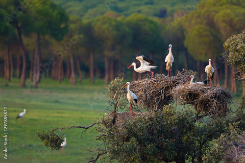 Canvas Print White stork (Ciconia ciconia), Cigüeña blanca
