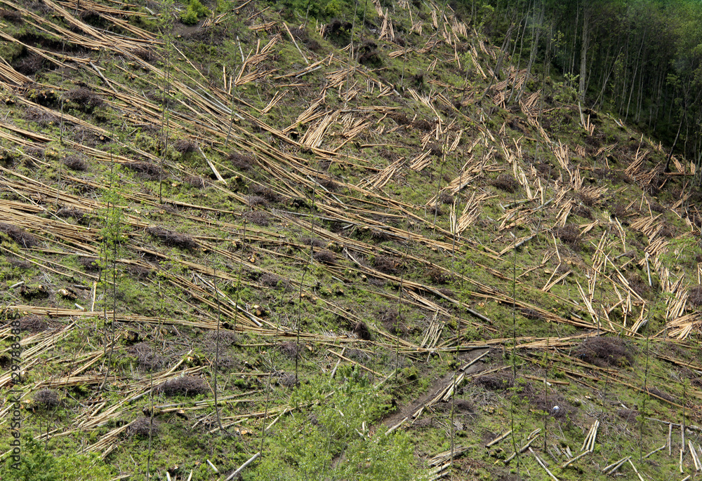 déforestation déforestation