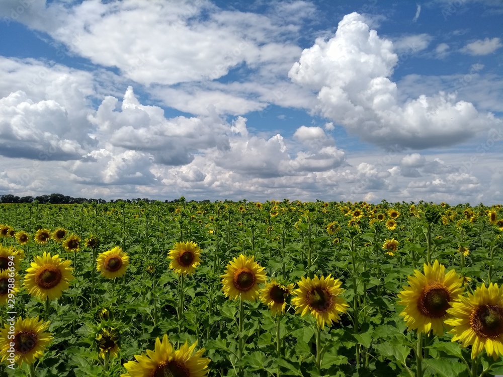 Fototapeta premium field of sunflowers