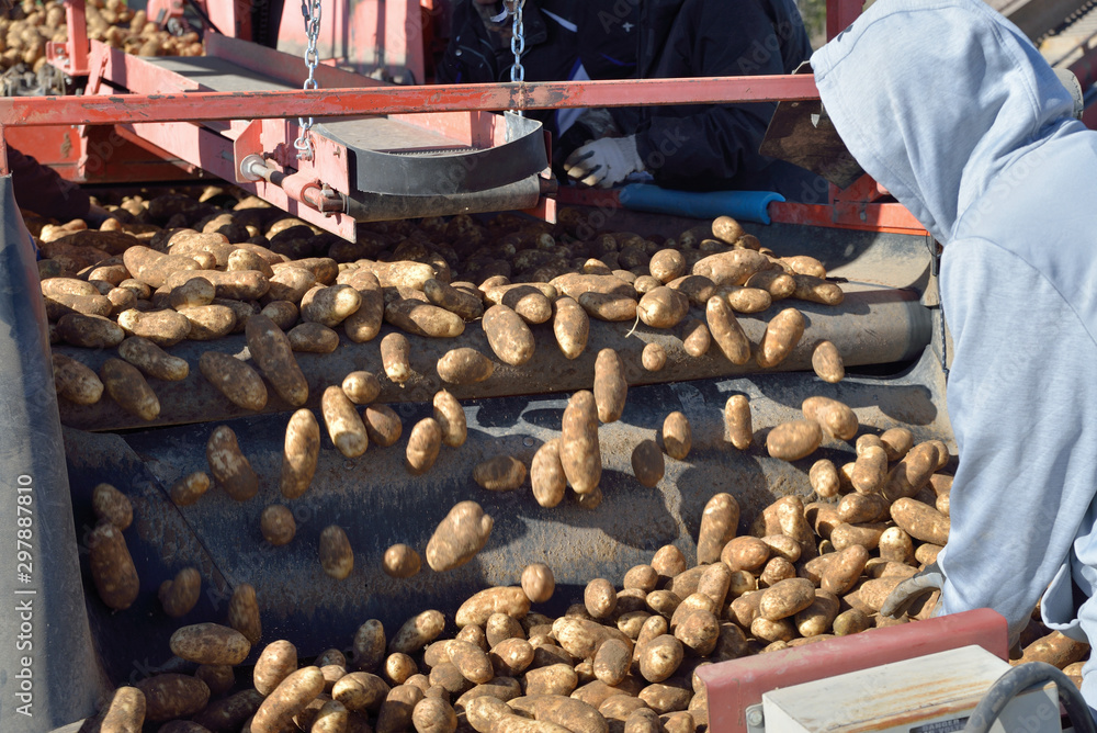 Potatoes hurtle down a conveyor belt to where a sorter culls the lot.