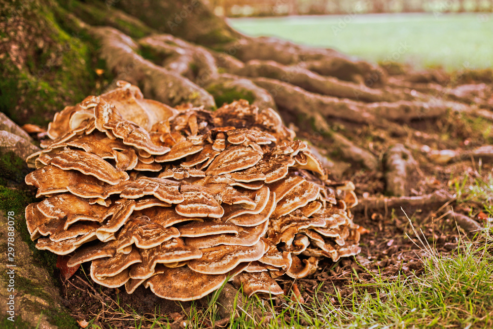 Pilze im Herbst unter Baum Pilze im Herbst unter Baum