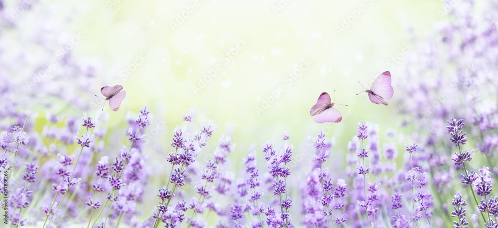 Wide field of lavender in summer morning, panorama blur background. Spring or summer lavender background with butterflies. Shallow depth of field. Selective focus on lavender flowers lit by sunlight