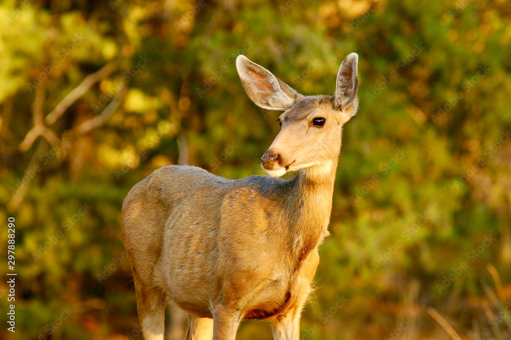 Fototapeta premium Deer Doe In Warm Evening Light