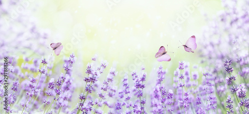 Wide field of lavender in summer morning, panorama blur background. Spring or summer lavender background with butterflies. Shallow depth of field. Selective focus on lavender flowers lit by sunlight