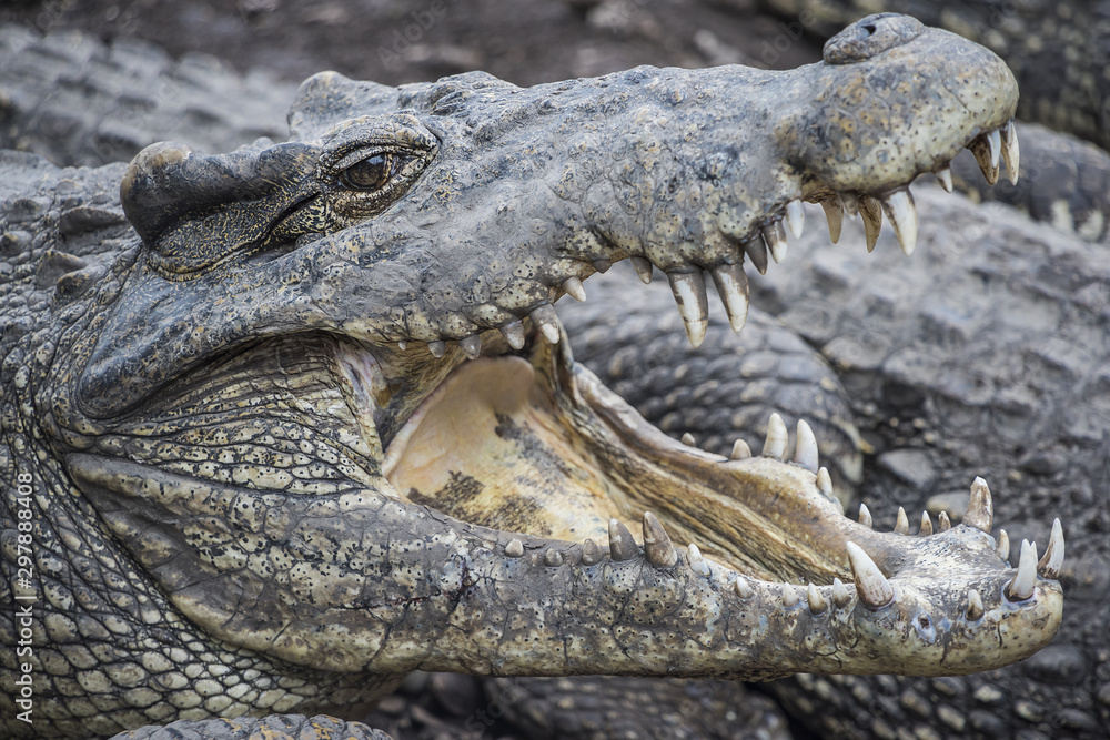 Obraz premium Kuba Krokodil