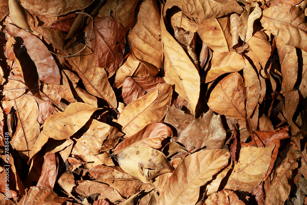 Brown dry leaves on the ground. Brown dry leaves on the ground.