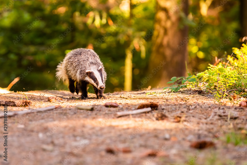 Naklejka premium Badger in forest, animal in nature habitat, Germany, Europe.