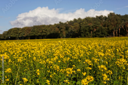 leutend gelbes Rapsfeld im Spätsommer © Meinolf