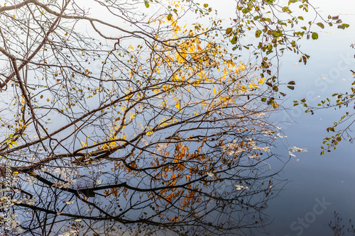 tree in autumn