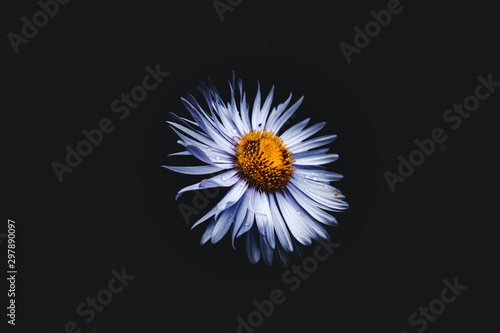 flower on black background © AlaskaPhotography
