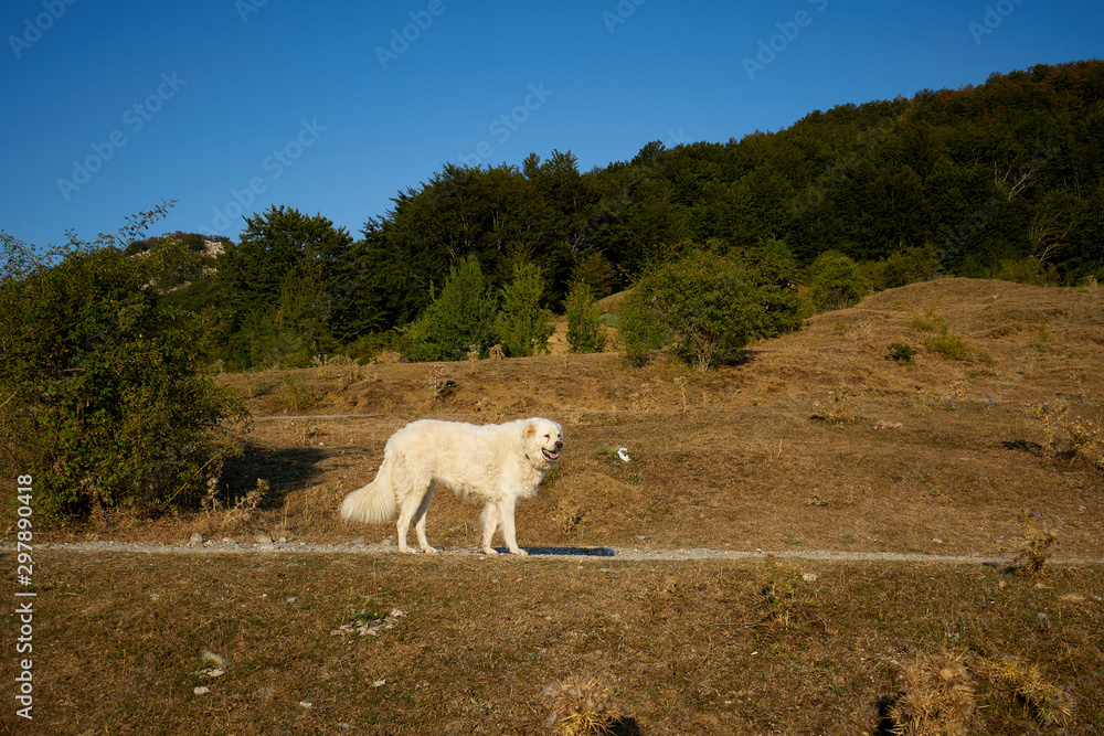 Obraz premium a passeggio in montagna