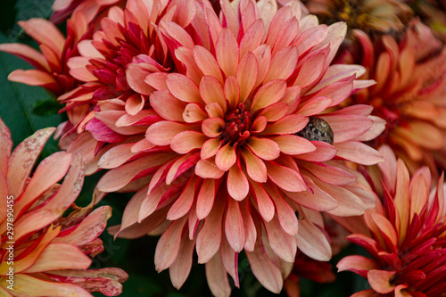 Blumen im bl  henden Barock in Ludwigsburg   Schloss Ludwigsburg   M  rchengarten   Schlossgarten