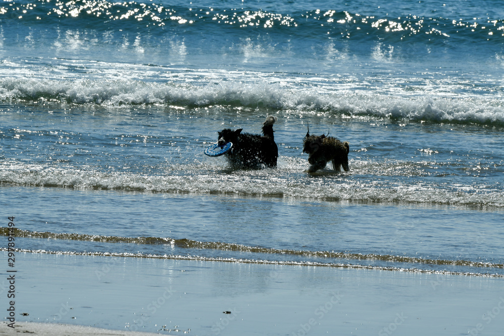 playing dogs at the seaside, fetching, bringing toys playing dogs at the seaside, fetching, bringing toys