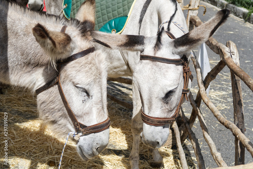 donkeys in a stable