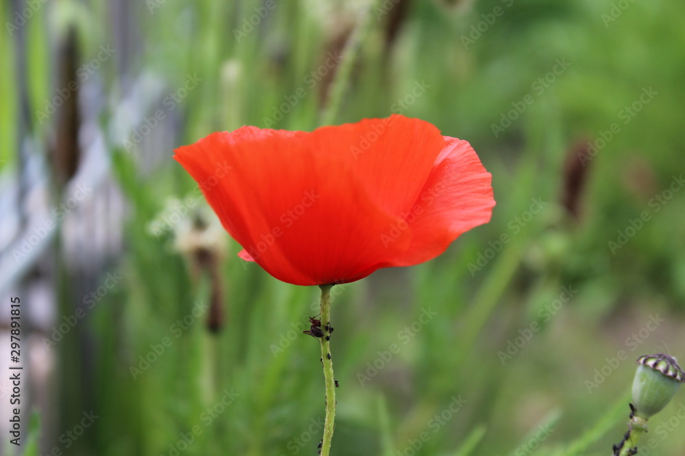 Mohnblüte Mohnblüte