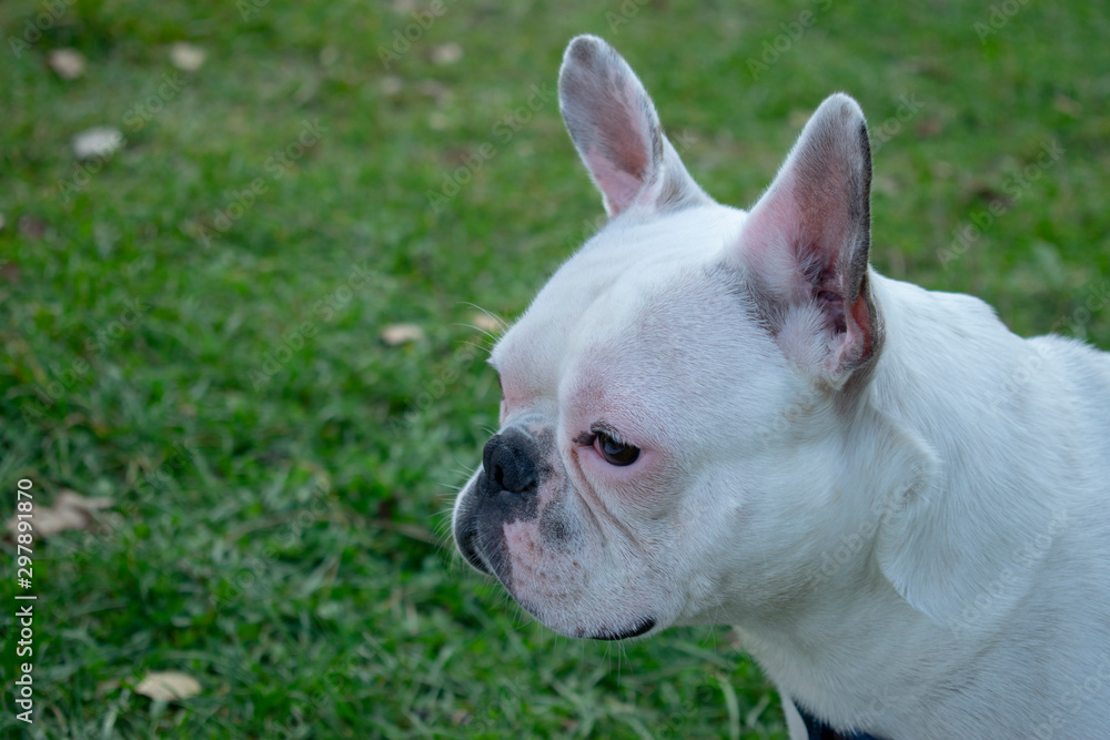 white french bulldog close-up portrait white french bulldog close-up portrait