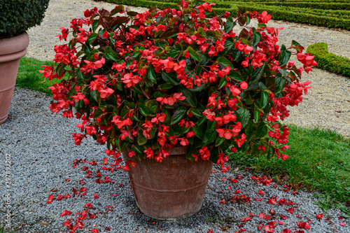 Blumen im blühenden Barock in Ludwigsburg / Schloss Ludwigsburg / Märchengarten / Schlossgarten