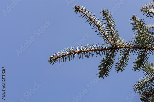 Branch of blue fir tree with is for Christmas decoration on a blue background photo