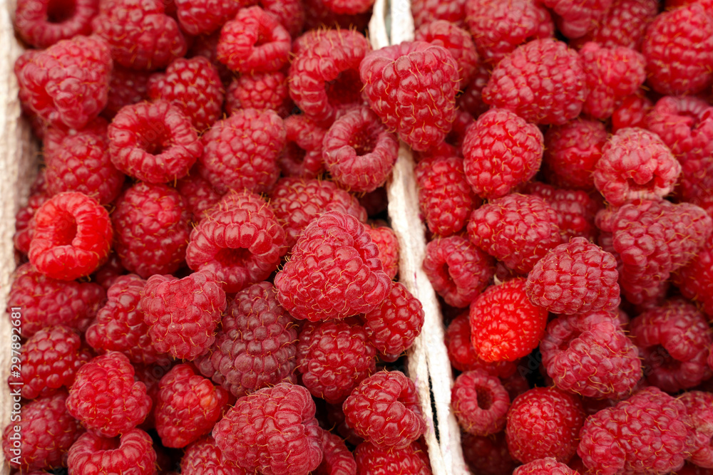 ripe raspberries in baskets just harvested from the field ripe raspberries in baskets just harvested from the field