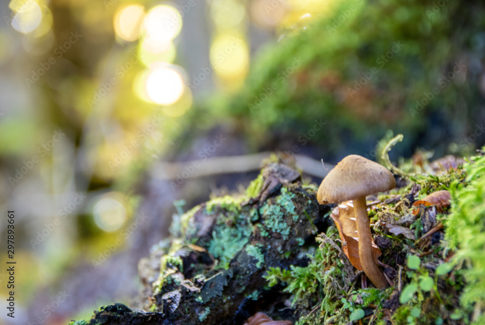 Fototapeta premium mushrooms