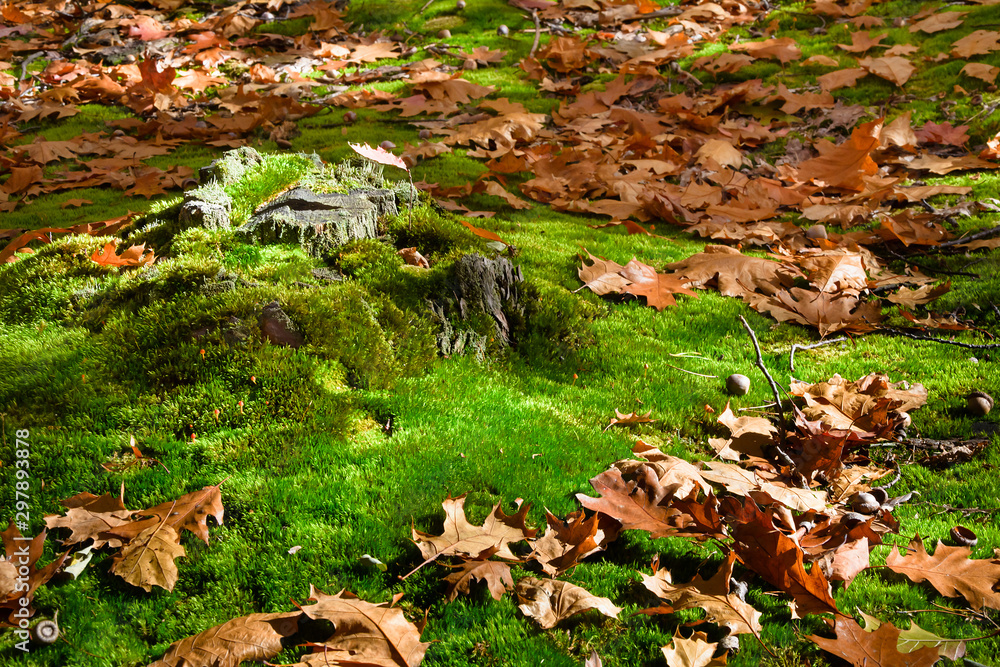 Obraz premium Autumn leaves on the moss