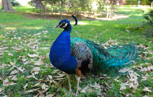 Wallpaper Mural Beautiful peacock spreading its tail on the grass background. Torontodigital.ca