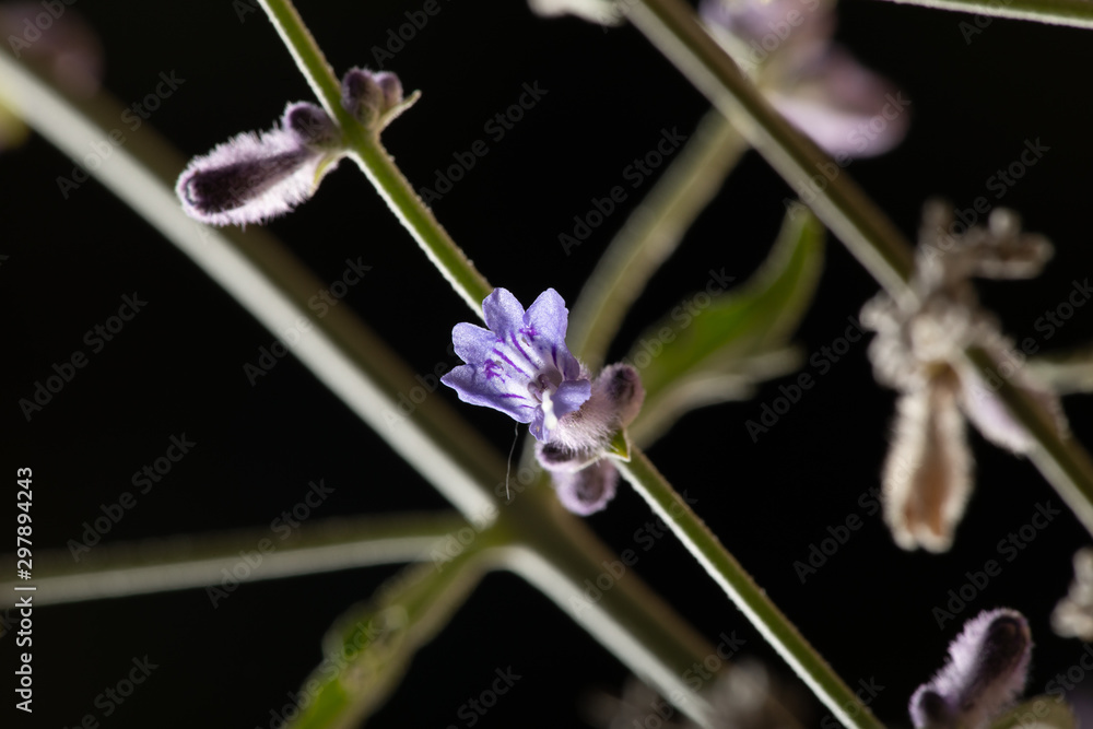 Russian Sage branches and bloom with buds Russian Sage branches and bloom with buds