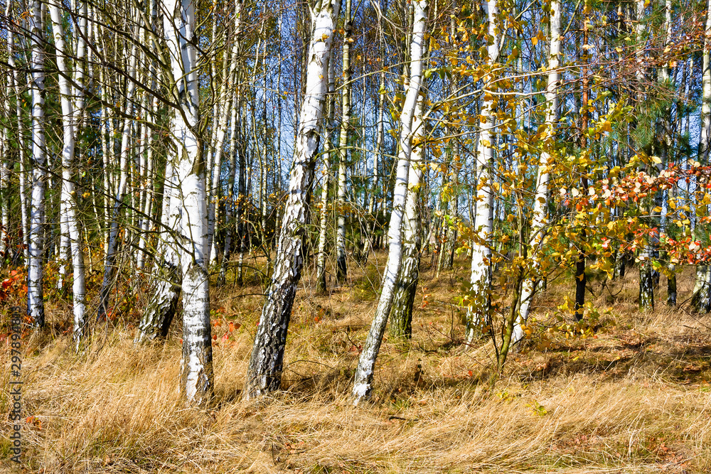 Fototapeta premium Birch forest in autumn on a sunny day