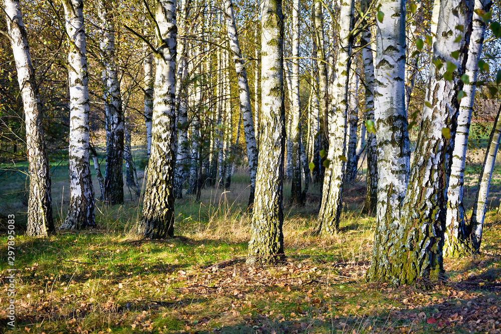 Fototapeta premium Birch forest in autumn on a sunny day